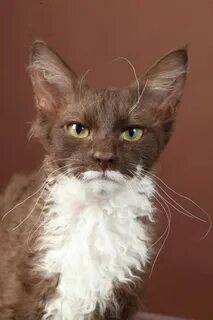 Кот с человеческим лицом