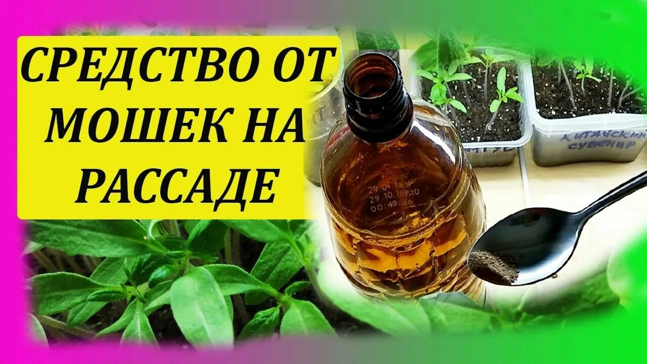 Мошка в рассаде как избавиться народными. Средства от мошек для рассады. средство от рассадной мошки на рассаде. как избавиться от мушки в рассаде препараты. чем обработать землю для рассады от мошек.