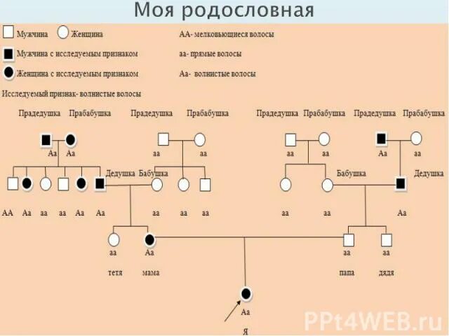 Древо семьи биология генетика. Как составить родословную семьи генетика. Схема родословной биология генетика. Составление своей родословной по генетике. Как составить родословную по генетике.