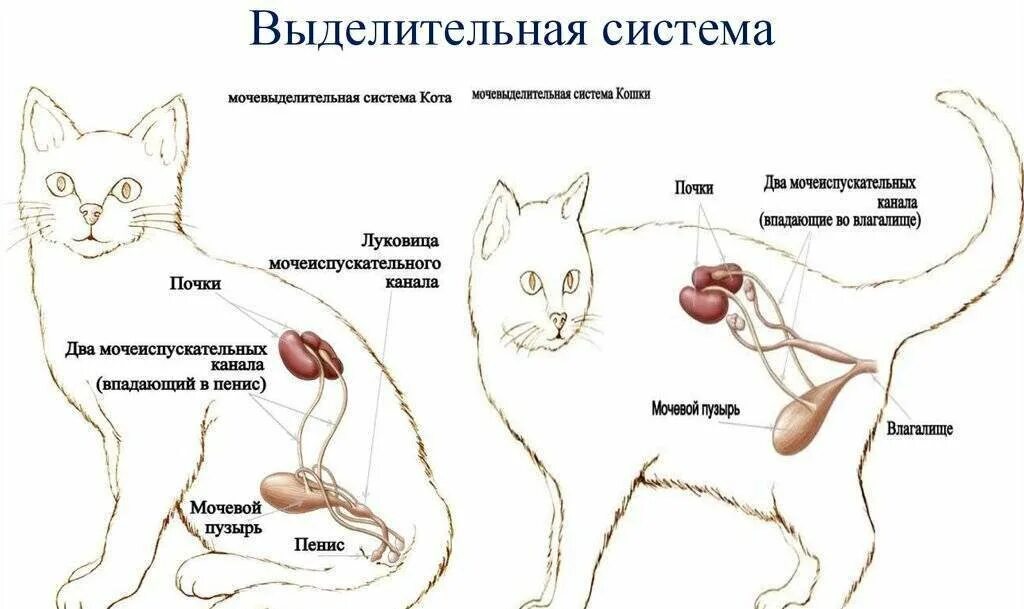 Система органов мочевыделения у кошек. Анатомия мочевой системы у кота. Строение мочевыделительной системы кота. Мочеполовая система кота и кошки. Частое мочеиспускание у кошки