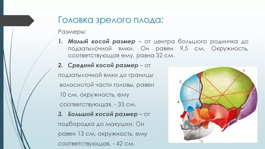 Окружность головы доношенного. Строение и Размеры головки плода. Акушерство головка плода. Размеры головки плода. Размеры головки зрелого плода.