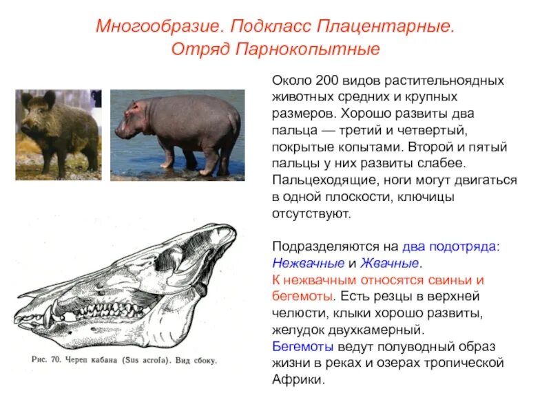 Отряд парнокопытные жвачные. Зубная система плацентарных млекопитающих. Отряды млекопитающих парнокопытные. Отряды млекопитающие отряд парнокопытные.