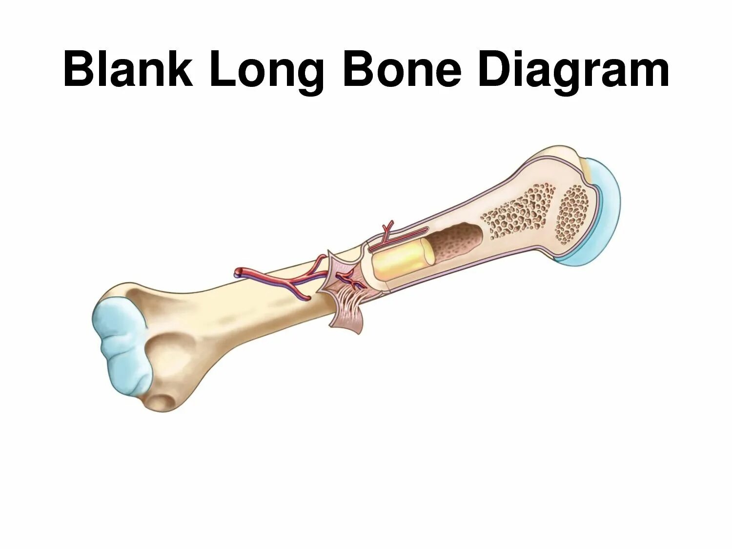 Long bone. Long Bones. Трансплантация костного мозга. Bone marrow Anatomy.