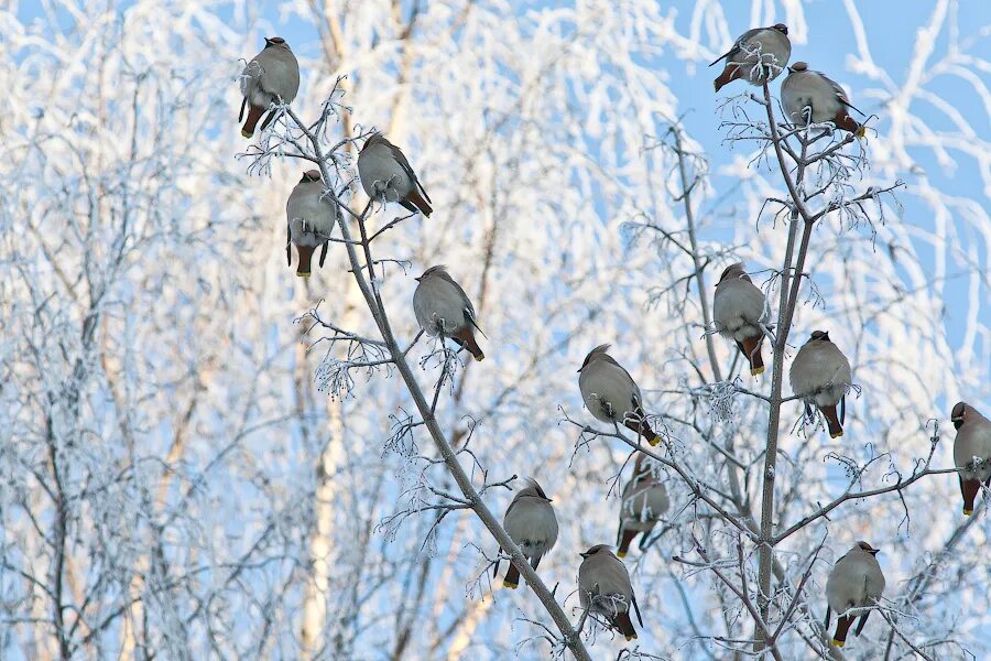Птицы зимой. Стая зимних птиц. Серые птицы весной. Зимние птицы в городе.