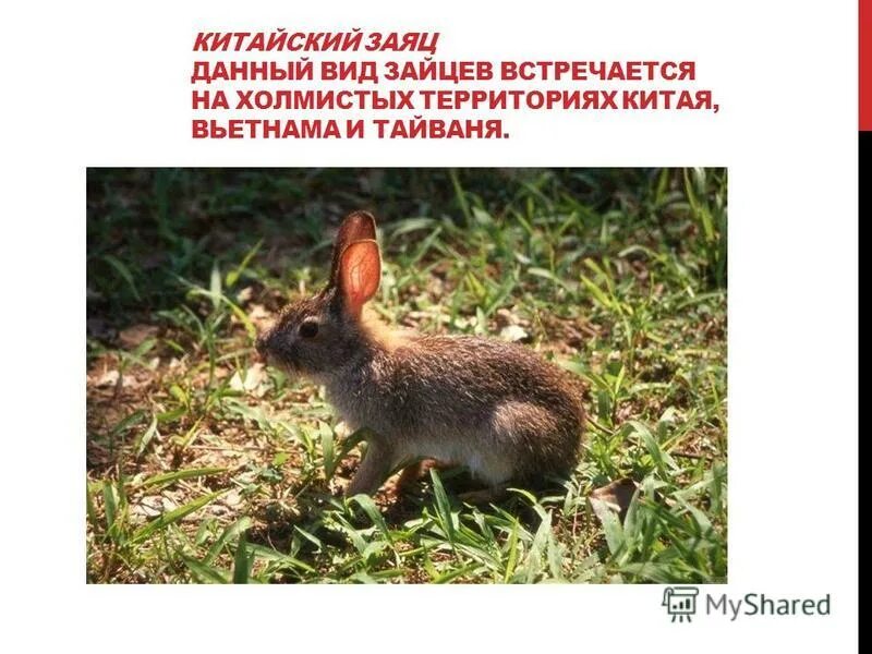 Какую пользу приносят кролики людям. Описание зайца. Доклад про зайца 3 класс окружающий мир. Что едят зайцы. Польза кролика для человека.