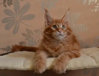 Авито котята мейн куна