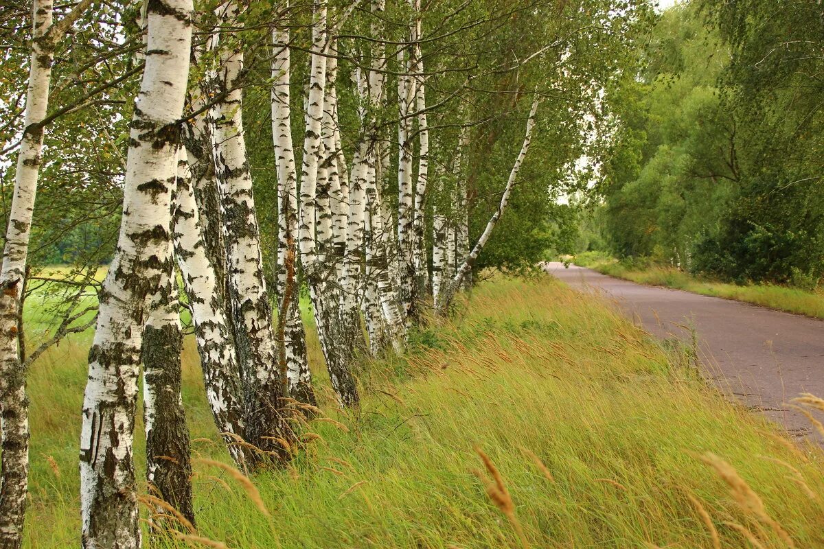 Две березки у дороги минус