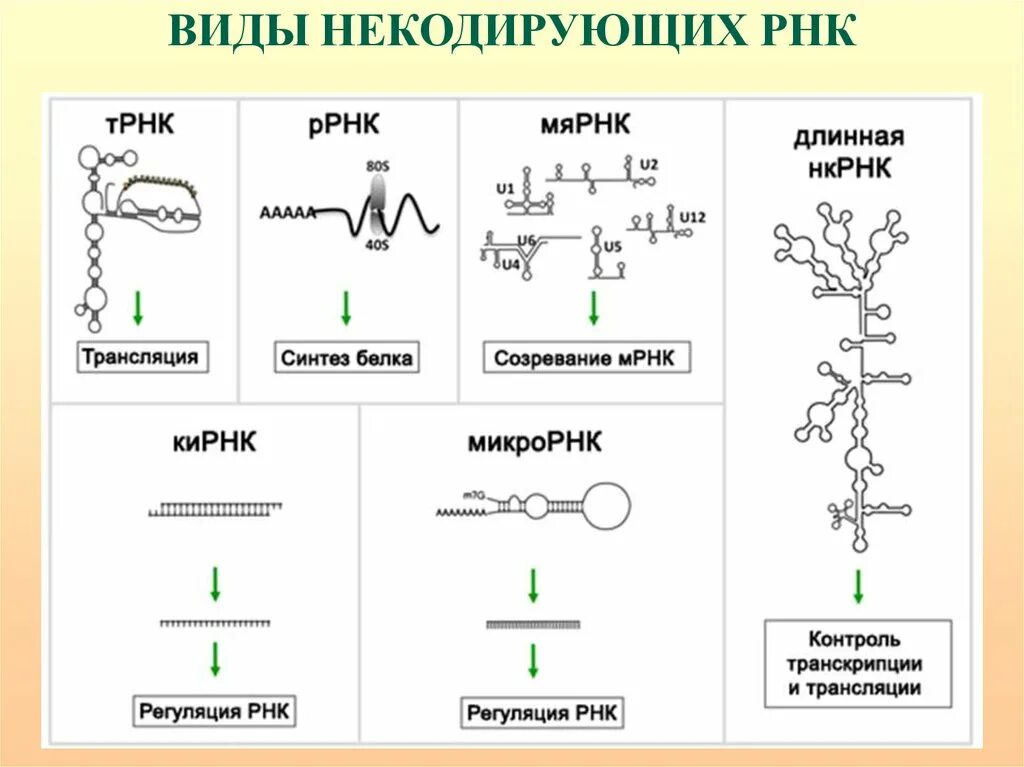Кодирующие рнк. Схемы видов рнк, функции. типы рнк строение. типы рнк. функции различных типов рнк.. рнк строение и функции.