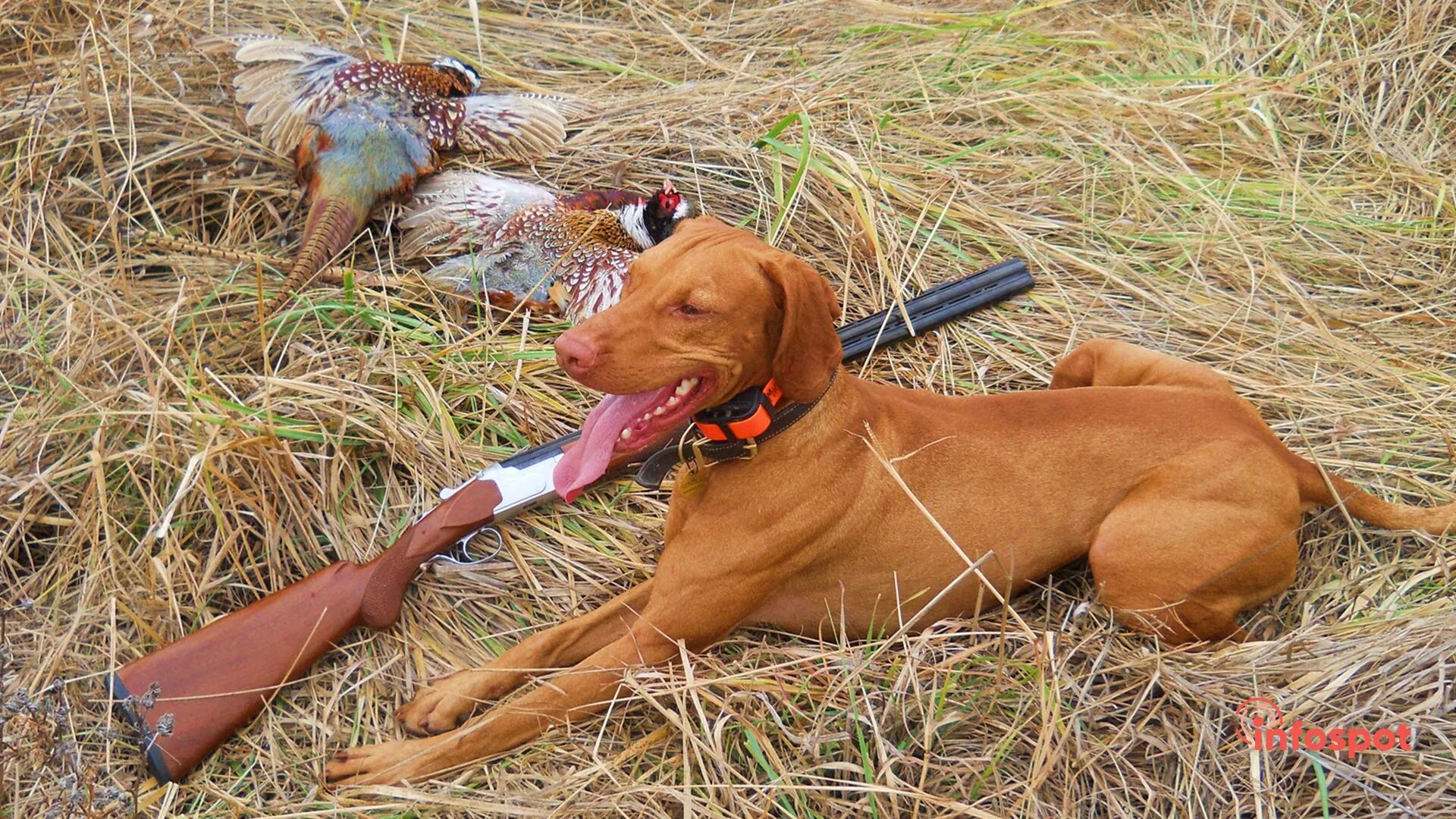 Стойка охотничьей собаки при обнаружении дичи. Натаска дратхаара. Легавая делает при обнаружении дичи. Легавая курцхаар. Легавая делает при обнаружении дичи.