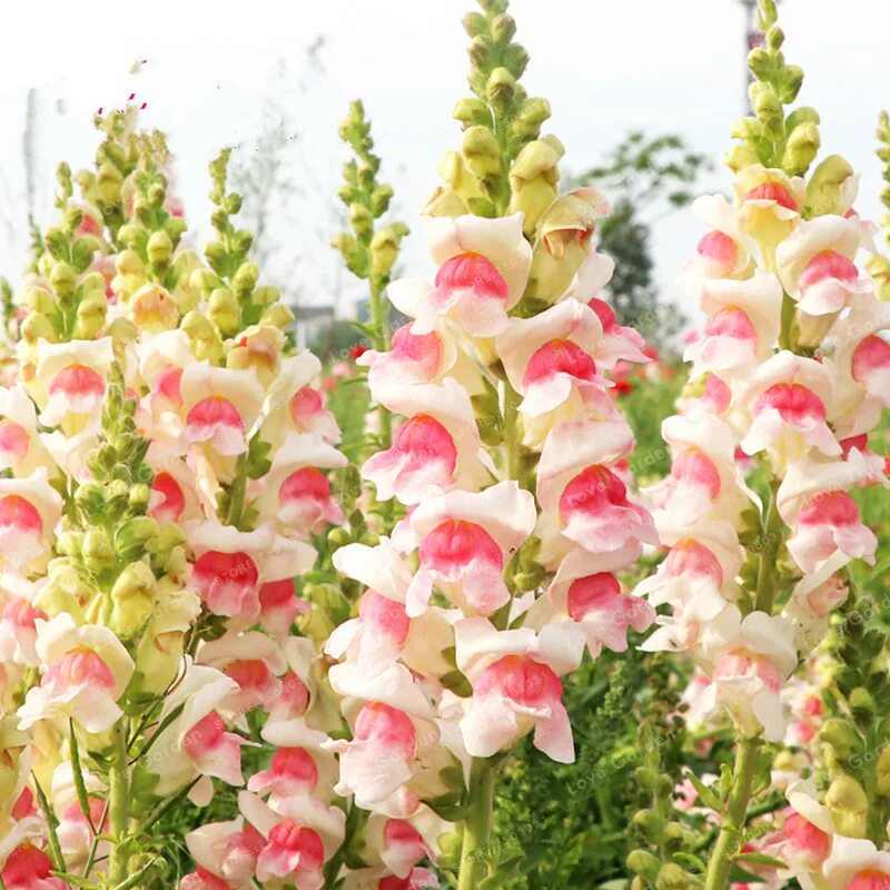 Антирринум каскадный. Antirrhinum majus. Львиный зев цветок. Львиный зев Сакура. Antirrhinum majus l..