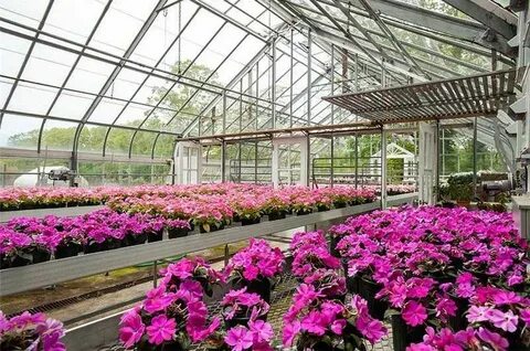 Какие цветы выращивать на продажу в теплице