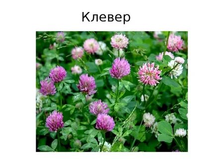 Опиши клевер луговой