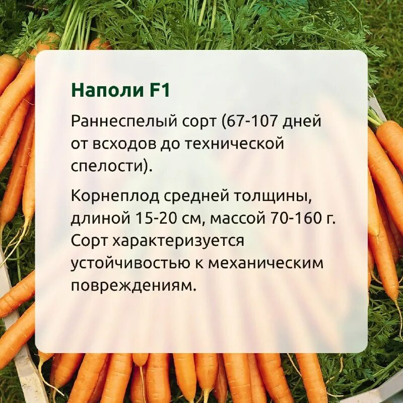 необычная морковь. полезна морковь для организма. котоматрица морковка. голубая морковь. что полезного в моркови.