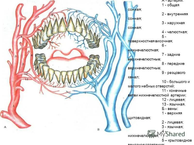 ротовая полость строение железы. ротовая полость анатомия латынь. ротовая полость анатомия латынь. преддверие рта кровоснабжение. строение нижней челюсти снизу.
