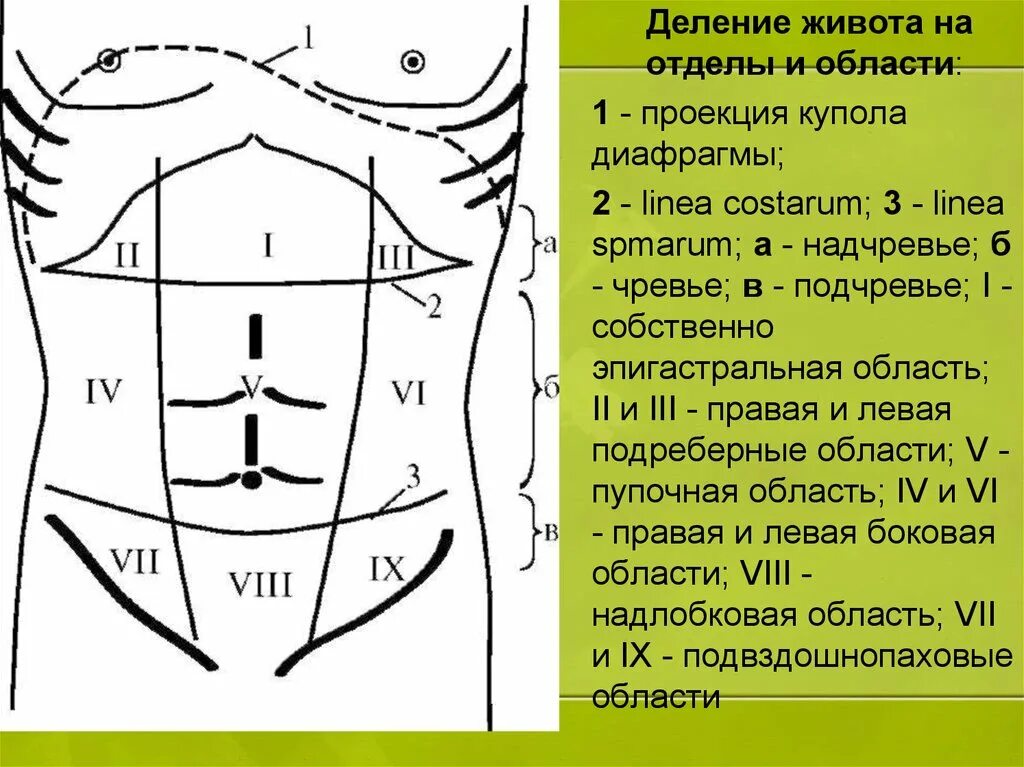 Области передней брюшной стенки живота проекция органов. Переднебоковая стенка живота области. Топографические линии живота схема. Переднебоковая стенка живота деление на области.