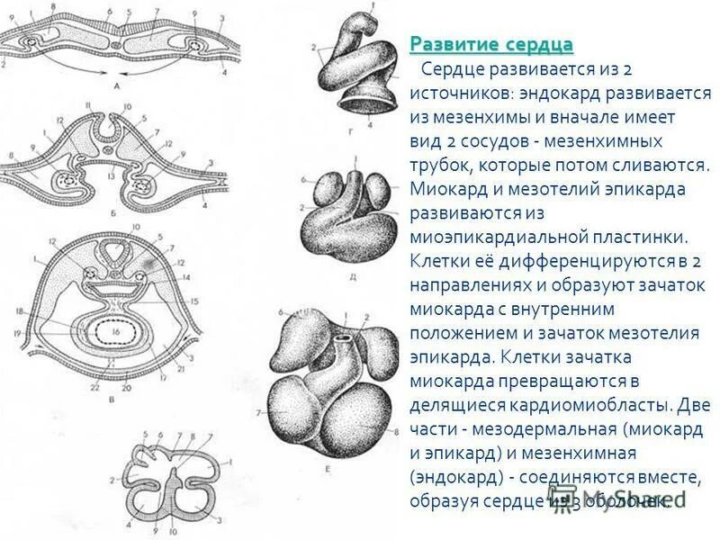 Этапы развития сердца гистология. Эмбриональные источники развития сердца. Развитие сердца гистология. Эмбриональные источники развития сердца. Формирование кровеносных сосудов эмбриогенез.