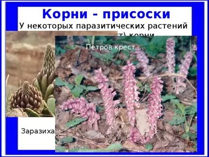 Отсутствие хлорофилла у растений паразитов
