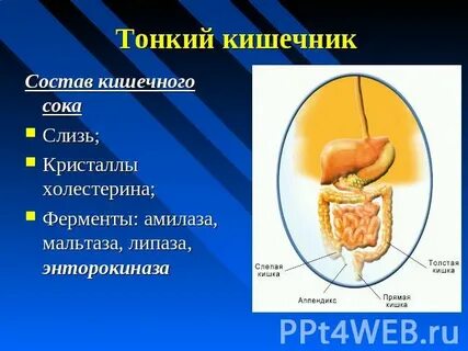 Сквад кишки состав