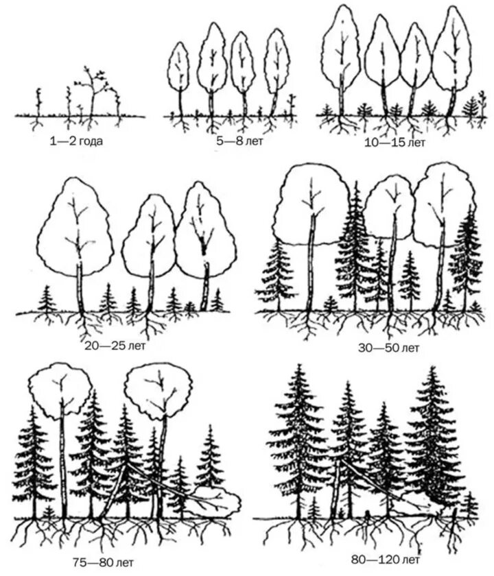 Восстановление елового леса после пожара. Сукцессия ельник схема. Березняк ельник сукцессия. Смена Березняка ельником. Растительное сообщество рисунок.