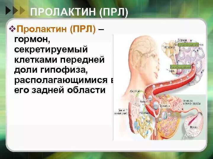 Пролактин питание. Пролактин. гипофиз пролактин. пролактин формула. гена prl (пролактин).