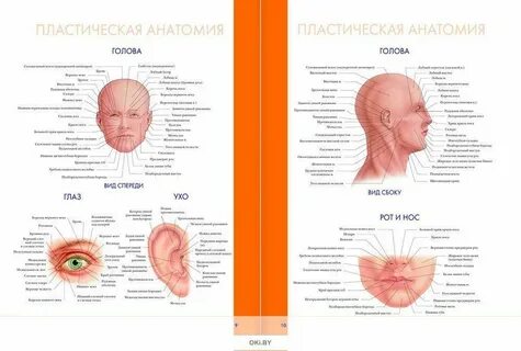 Большой атлас анатомия
