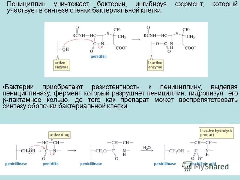 Синтез пенициллина