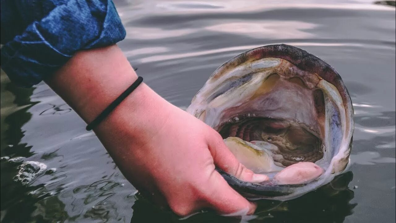 Живая рыба в руках. Giants Fishing 2 man.