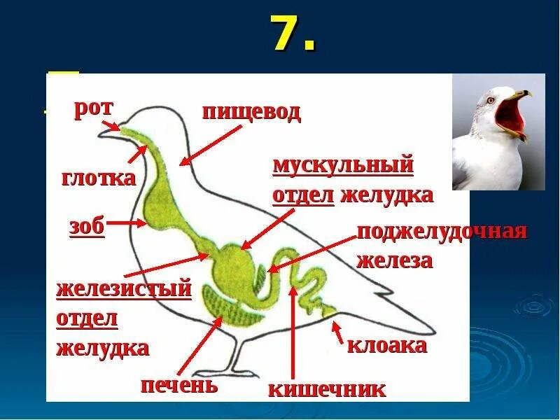 Пищеварительная система класса птиц. Схема пищеварительной системы птицы. Характеристика пищеварительной системы птиц. П пищеварительная система. Внутреннее строение птиц пищеварительная.