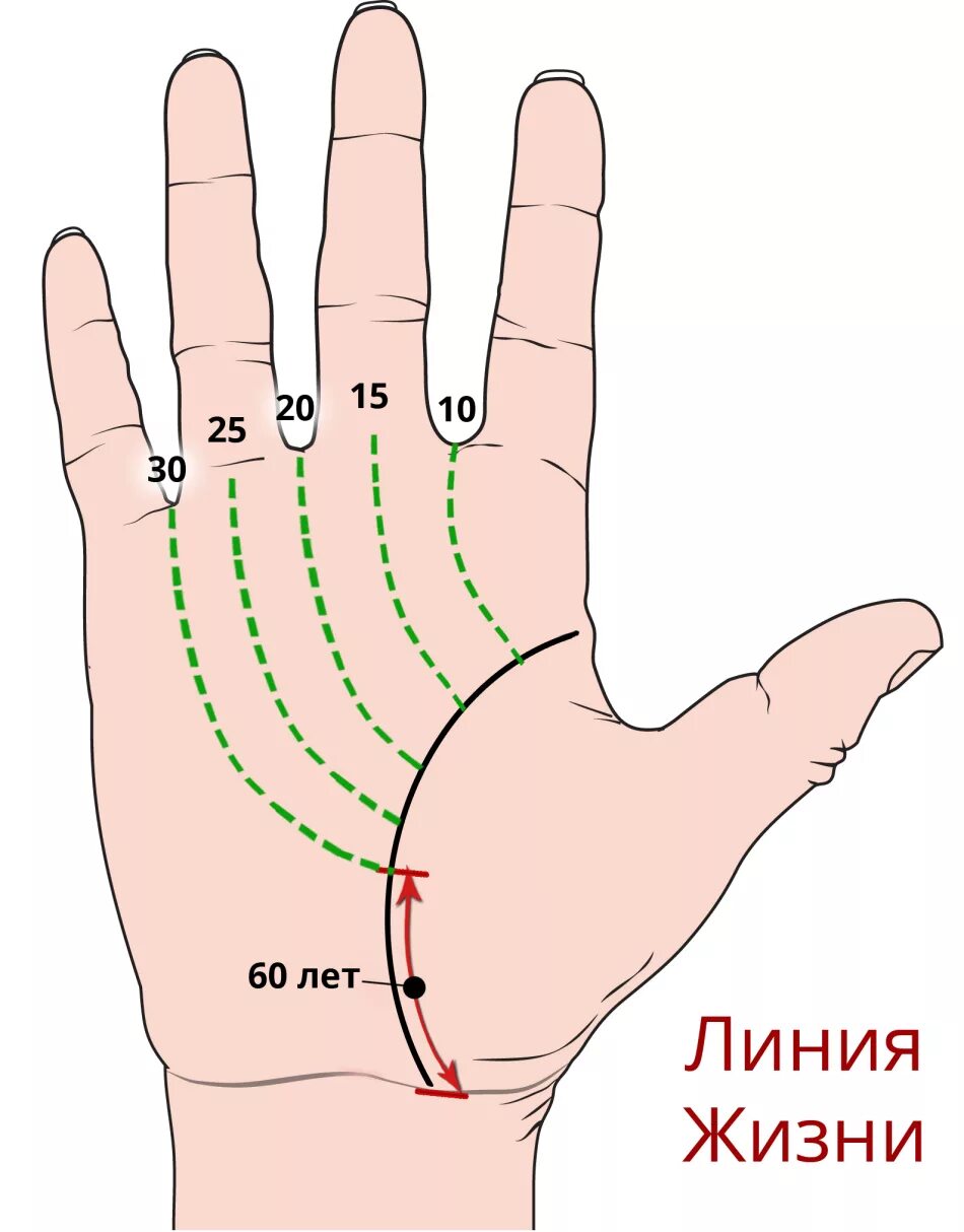 Линия жизни подробно
