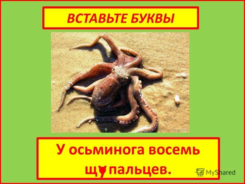 Осьминог по английски