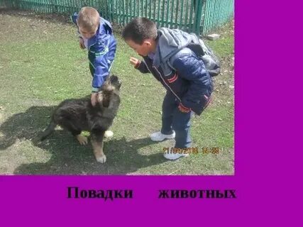 Какие повадки животных