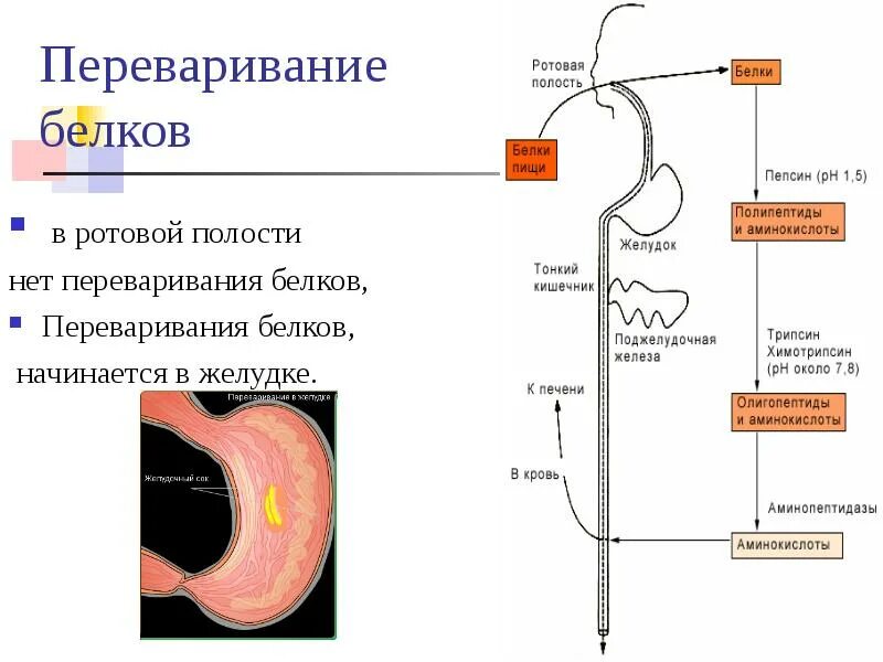 Где начинает перевариваться. Схема процесса переваривания белков. В процессе переваривания пищи в желудке белки расщепляются до. Схема переваривания белка в желудке. Общая схема переваривания белков в ЖКТ.