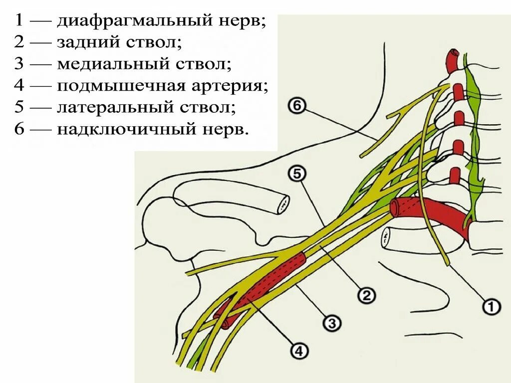 Нервы плечевого сплетения анатомия. Диафрагмальный нерв схема. Плечевое сплетение спинномозговых нервов анатомия. Нервы плечевого сплетения схема. Нервы будет легче