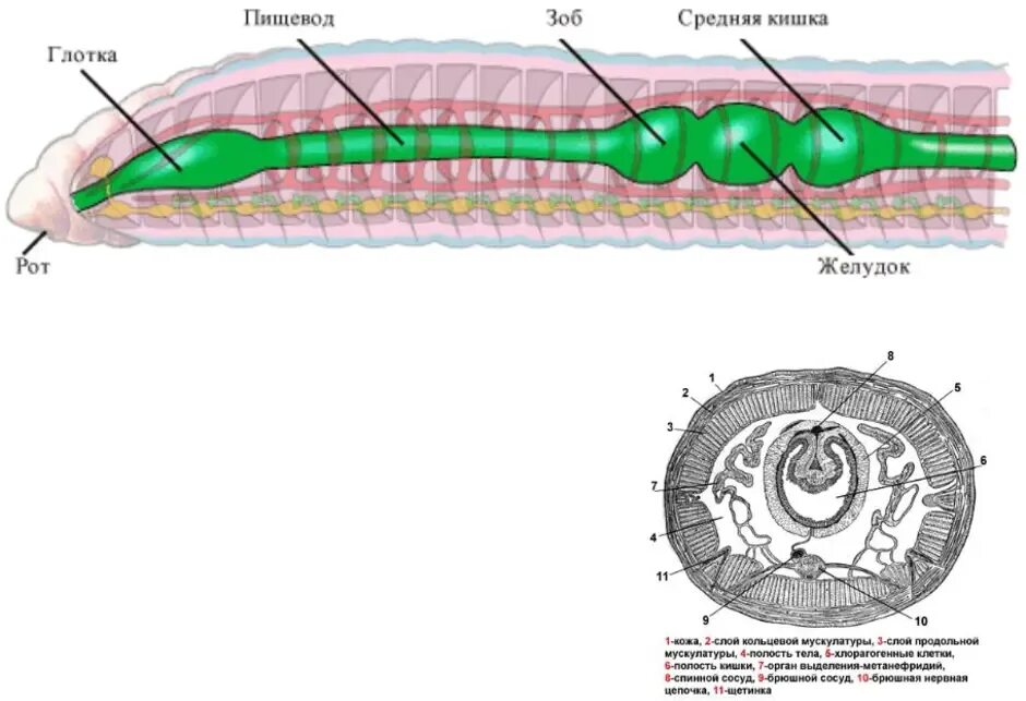 Внутреннее строение кольчатых червей схема. Малощетинковые черви строение. Строение кольчатого червя 7 класс биология. Строение дождевых червей схема. Рисунок строения червя