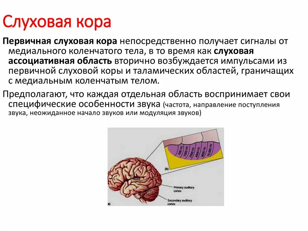 Слуховой центр коры мозга. Слуховой анализатор в коре головного мозга. Функции слуховой коры головного мозга.