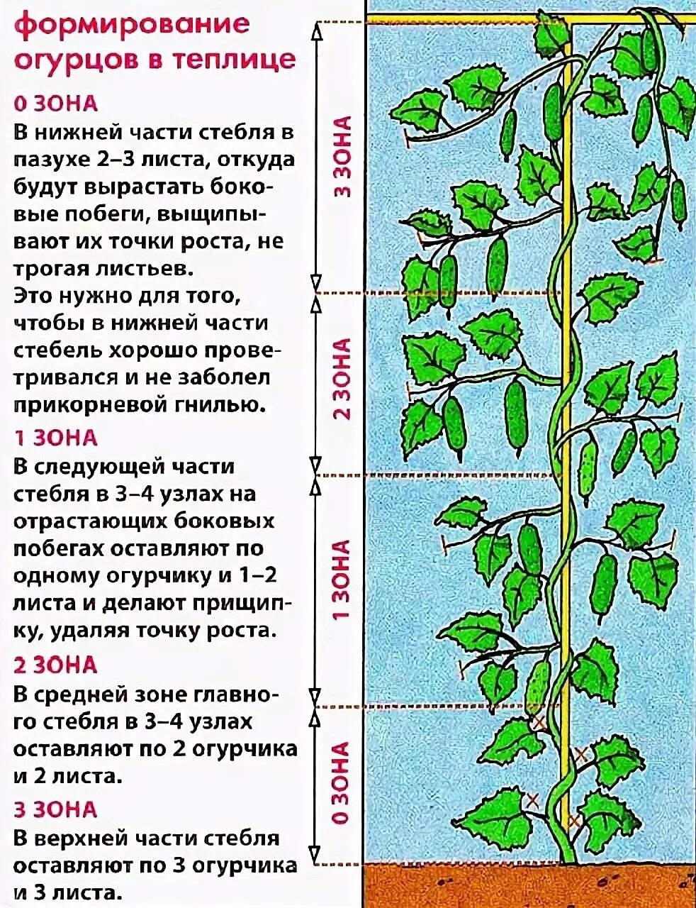 Надо ли у огурцов. Схема прищипывания огурцов. Прищипка пасынков огурцов. Схема формирования стебля огурца. Огурцы формирование куста в теплице схема.