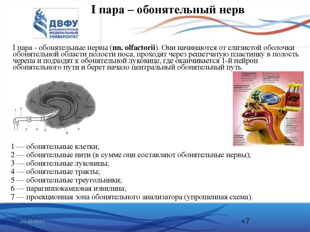 Обонятельный ход. 1 Пара обонятельный нерв. Топография обонятельного нерва. Обонятельный нерв топографическая анатомия. Путь обонятельного нерва анатомия.