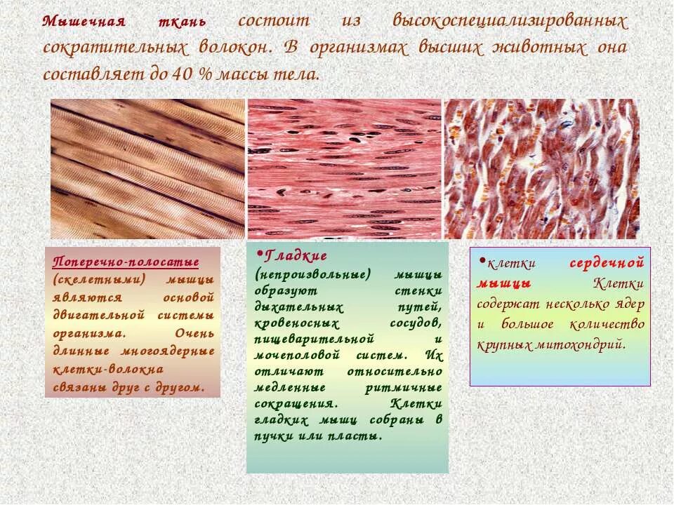 Мышечная ткань характеризуется. Гладко мышечная ткань строение функции. Мышечная ткань животных строение и функции. Функции гладкой мышечной ткани в организме человека. Функции мышечной ткани 8 класс биология.