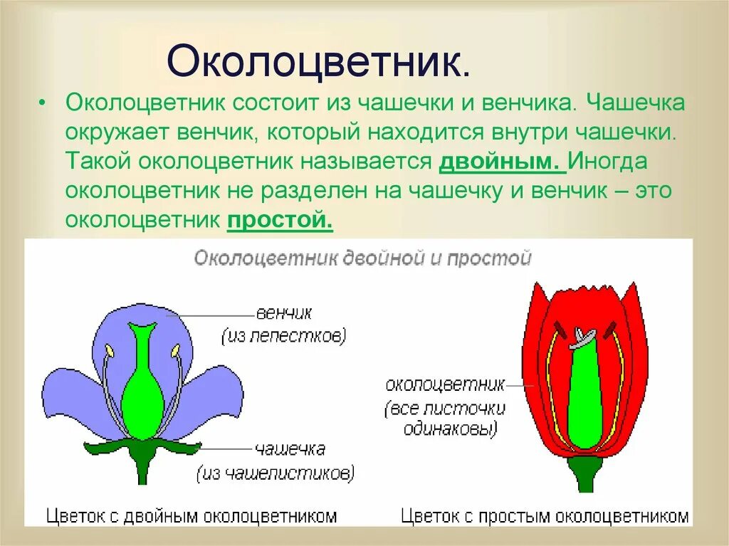 Чему равно число элементов образующих околоцветник