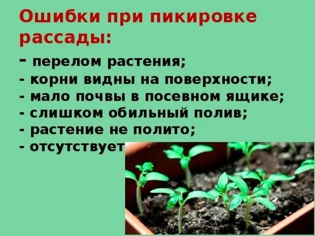 Какие помидоры надо пикировать. Пикировка помидорной рассады. Пикировка рассады томатов. Пикирование рассады помидор. Что такое пикировка рассады помидоров.