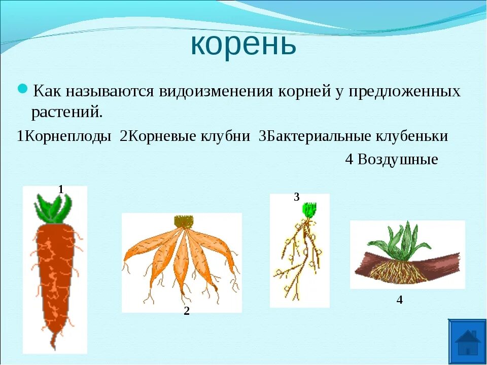 Видоизменения органов растений корень. Видоизмененные корни. Видоизмененный корень имеется у