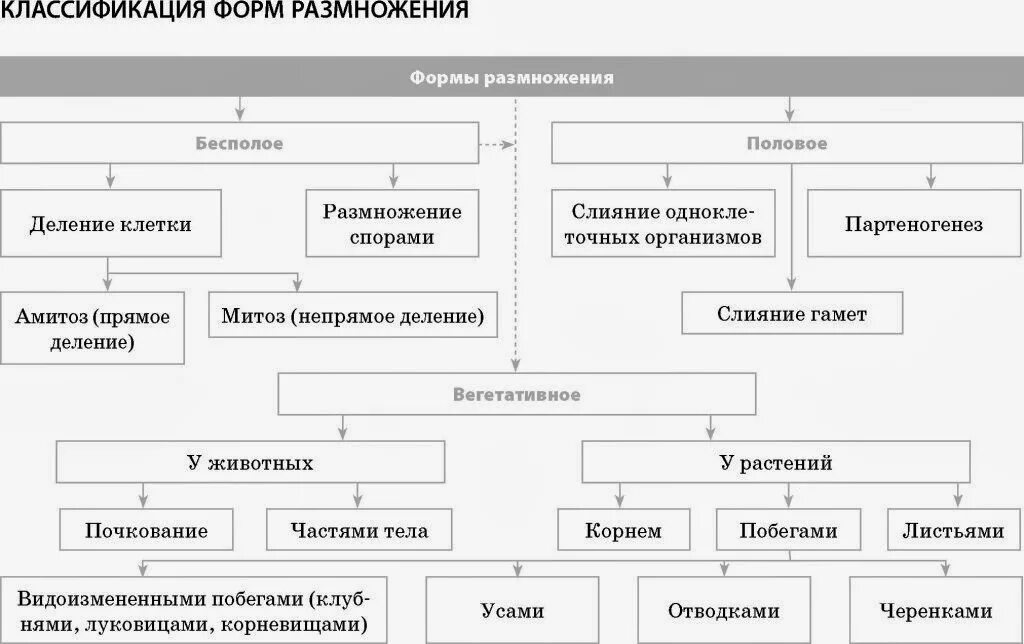 Схема формы размножения организмов. Схема формы размножения организмов 10 класс. Классификация форм размножения. Размножение организмов схема 10 класс.