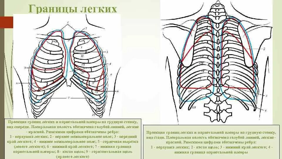 Скелетотопия легких и плевры. Нижние границы лёгких спереди. Проекция границ легких и плевры на грудную клетку схема. Схема границ легких и париетальной плевры.