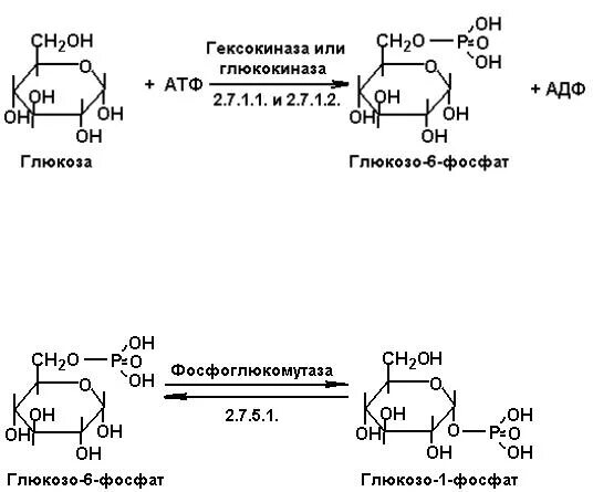 Глюкоза 1 фосфат в Глю 6 ф. Глюкозо 1 фосфат из Глюкозы. Глюкоза в глюкозо 1 фосфат. Глюкокиназа и гексокиназа.