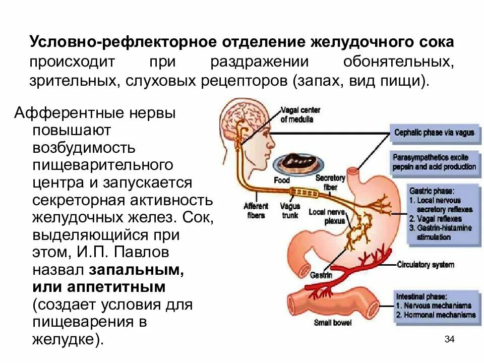 Рефлекторная дуга выработки желудочного сока. Регуляция секреции поджелудочного сока. Рефлекторная регуляция ЖКТ физиология. Рефлекторный механизм регуляции пищеварительной системы.