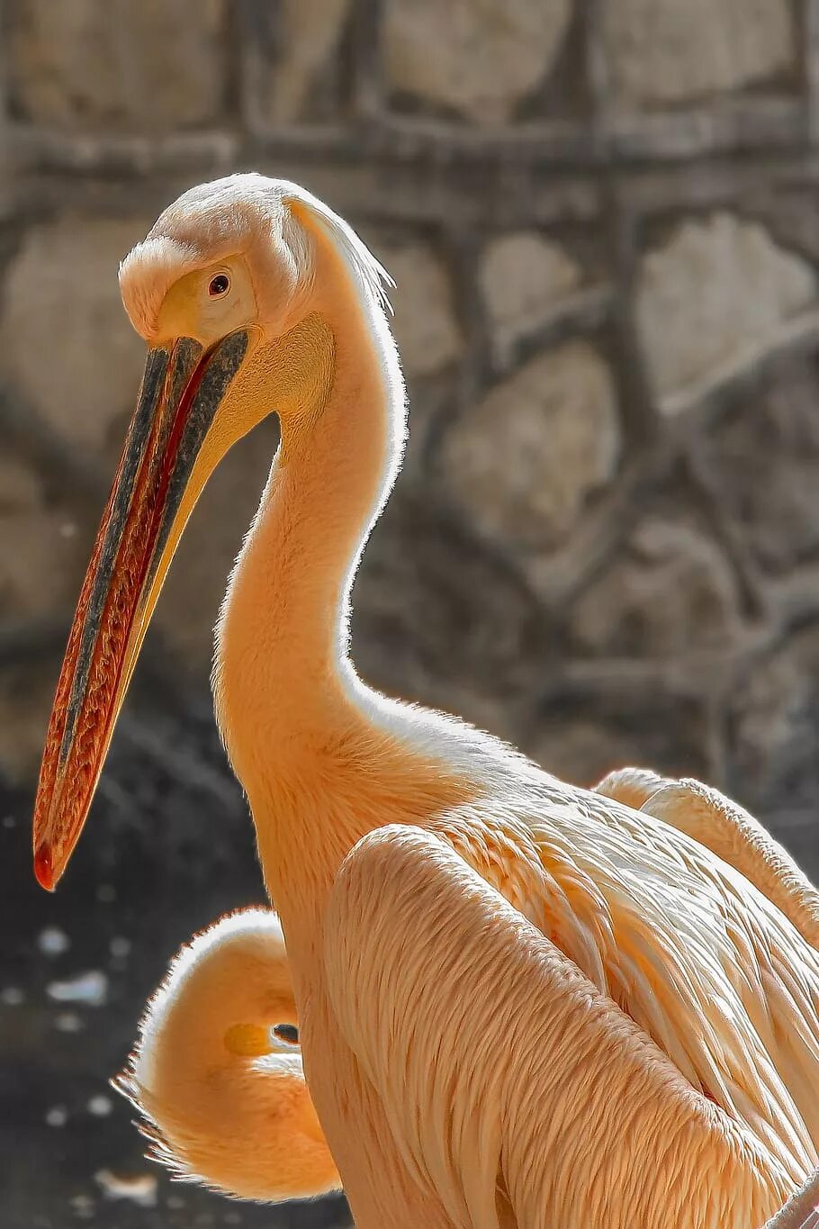 Зоопарк птицы технология 3 класс. Птицы в зоопарке отрада. Хищные птицы московского зоопарка. Московский зоопарк птицы. Глаз пеликана.