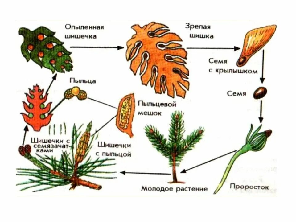 Размножение сосны обыкновенной схема. Цикл размножения голосеменных схема. Схему процесса размножения сосны обыкновенной. Размножение голосеменных растений схема сосна. Семенные растения примеры 6 класс