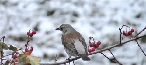 Синяя птица снег