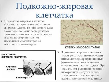 Подкожная жировая клетчатка это ткань