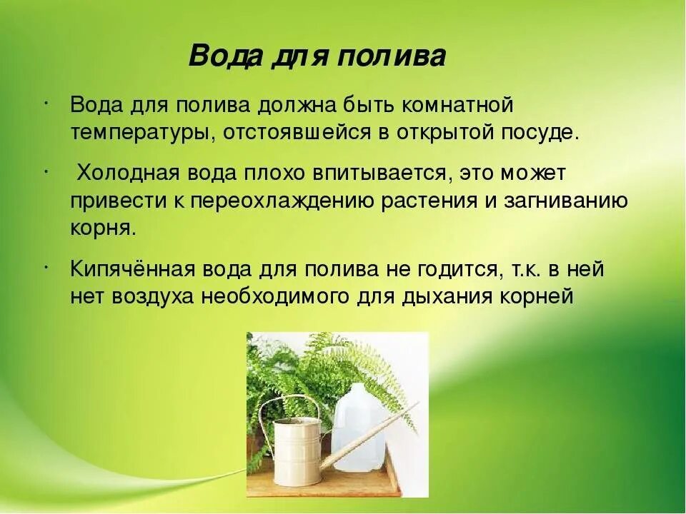 Полить соленой водой. Полив растений. Полив комнатных растений. Правилами полива комнатных растений.. Правило полива растений.